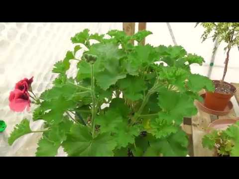 Video: Varieties And Hybrids Of Seed Pelargonium