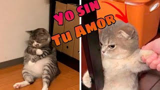 😁 Videos of Animals that I Watch when I'm Bored 🐱🐶 the Best Funny Animals Videos by Videos de Animales Graciosos 103,512 views 1 year ago 7 minutes, 19 seconds