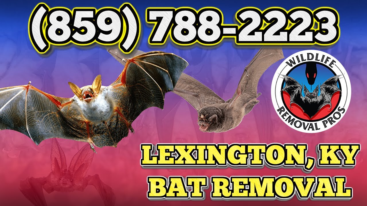 Bat Removal Lexington KY 🦇 (859) 788-2223 - Wildlife Removal Pros Lexington, KY