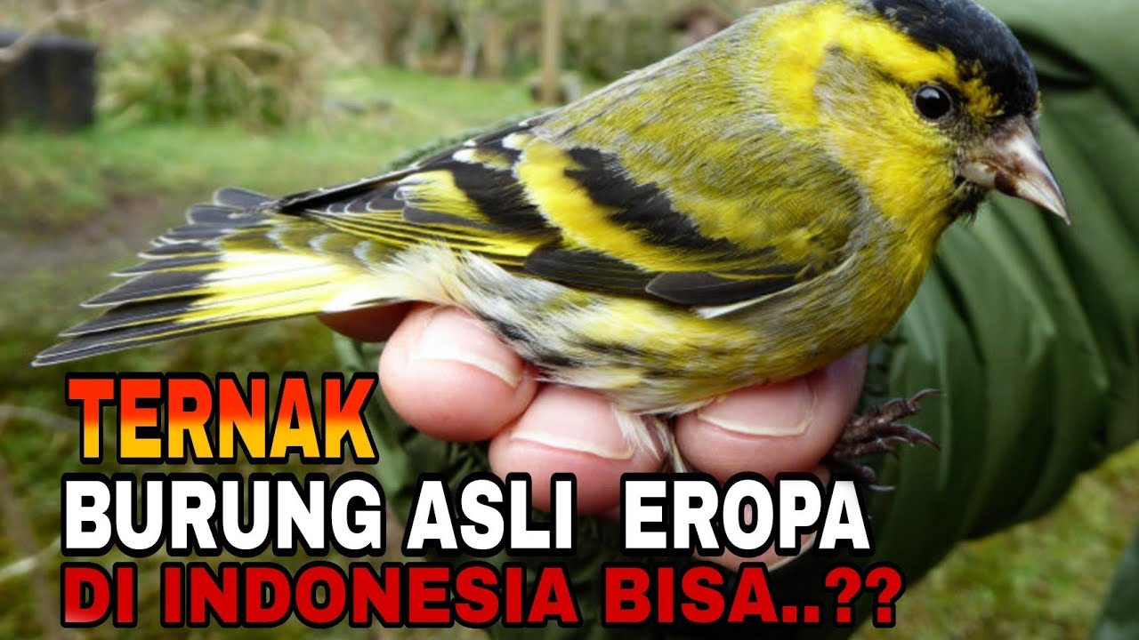 TERNAK BURUNG EROPA ( EUROPIAN SISKIN ) BIKIN PUSING...
