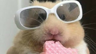 cute animal videos that will make you smile screenshot 5