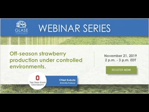 Video: Strawberry Elsanta: tính năng đa dạng