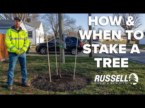 How and When to Stake a Tree! I Russell Tree Experts