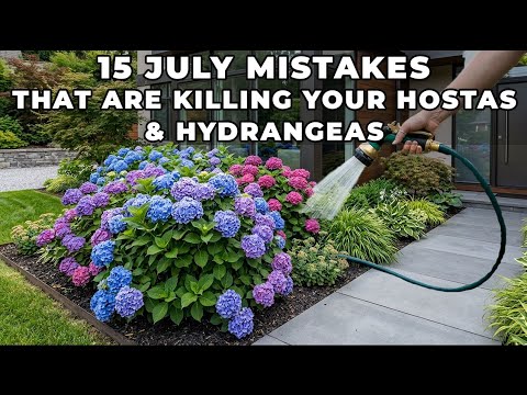 15 July Mistakes That Are Killing Your Hostas & Hydrangeas