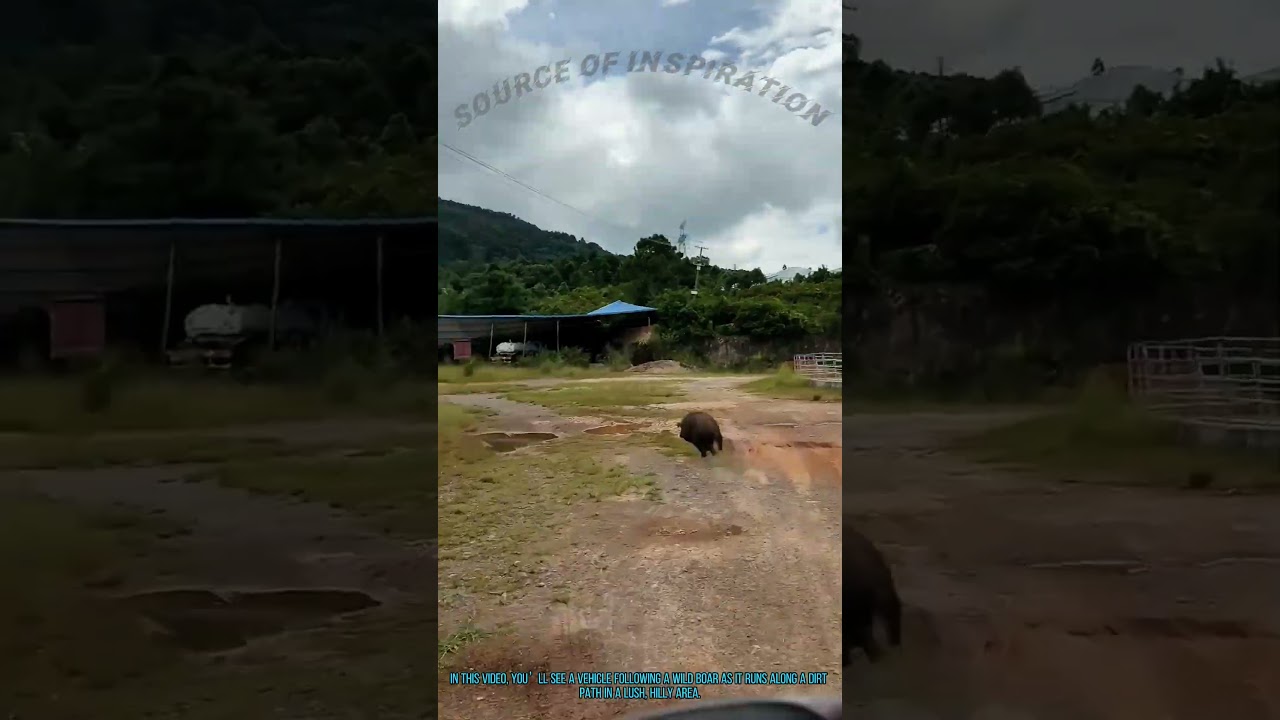 Wild Boar Chase: Driving to Observe Wildlife