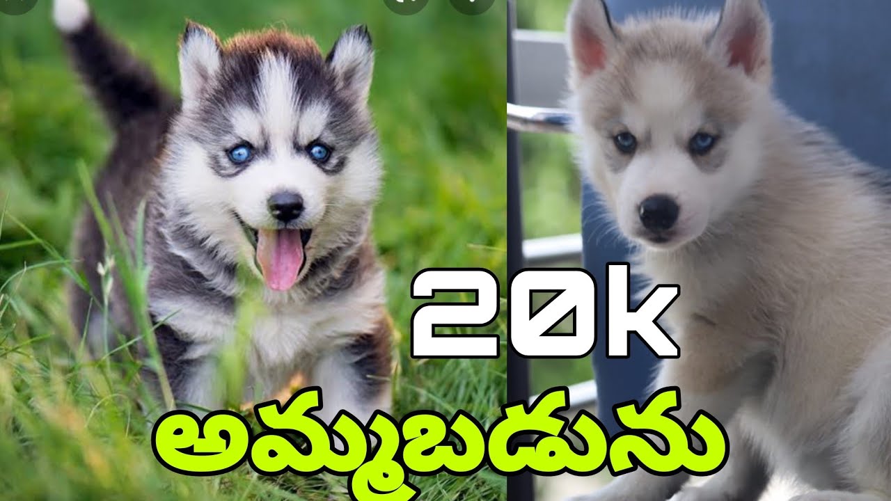 Husky female puppy sale in telugu Hyderabad ll 9059937397 ll Low price