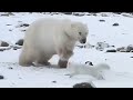 URSO POLAR VS RAPOSA DO ÁRTICO NEM SEMPRE O MAIOR VENCERÁ