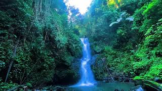 Crystal Clear Stream with Birdsong for Stress Relief and Inner Peace