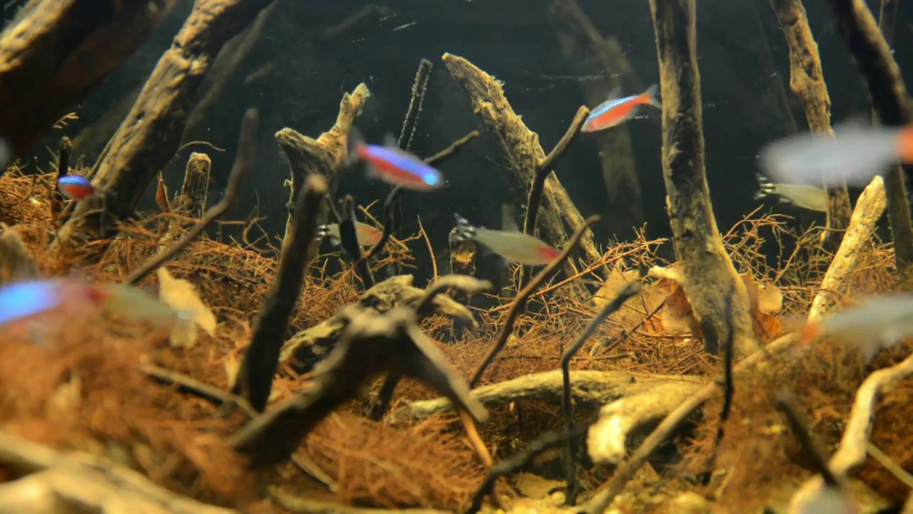 Igarapé do Daracua, The small forest stream of Rio Negro river, near Barcelos, Brazil, 160 L