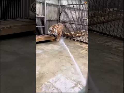 Fact about Tigers 🐯 #facts #shortvideo #wildlife
