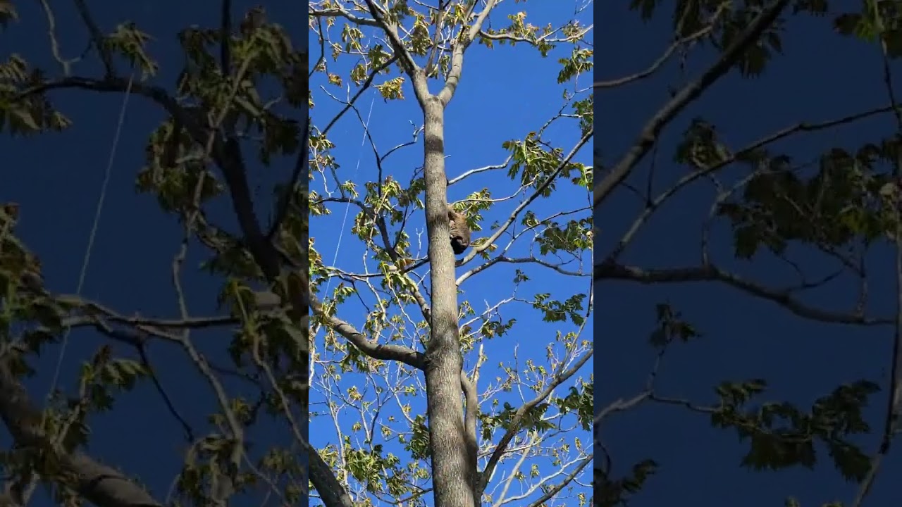 When cats figure out how to climb down from a tree...backwards!