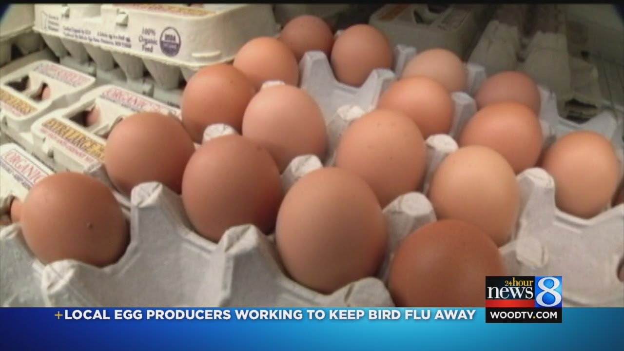 Bird flu causes egg prices to rise YouTube