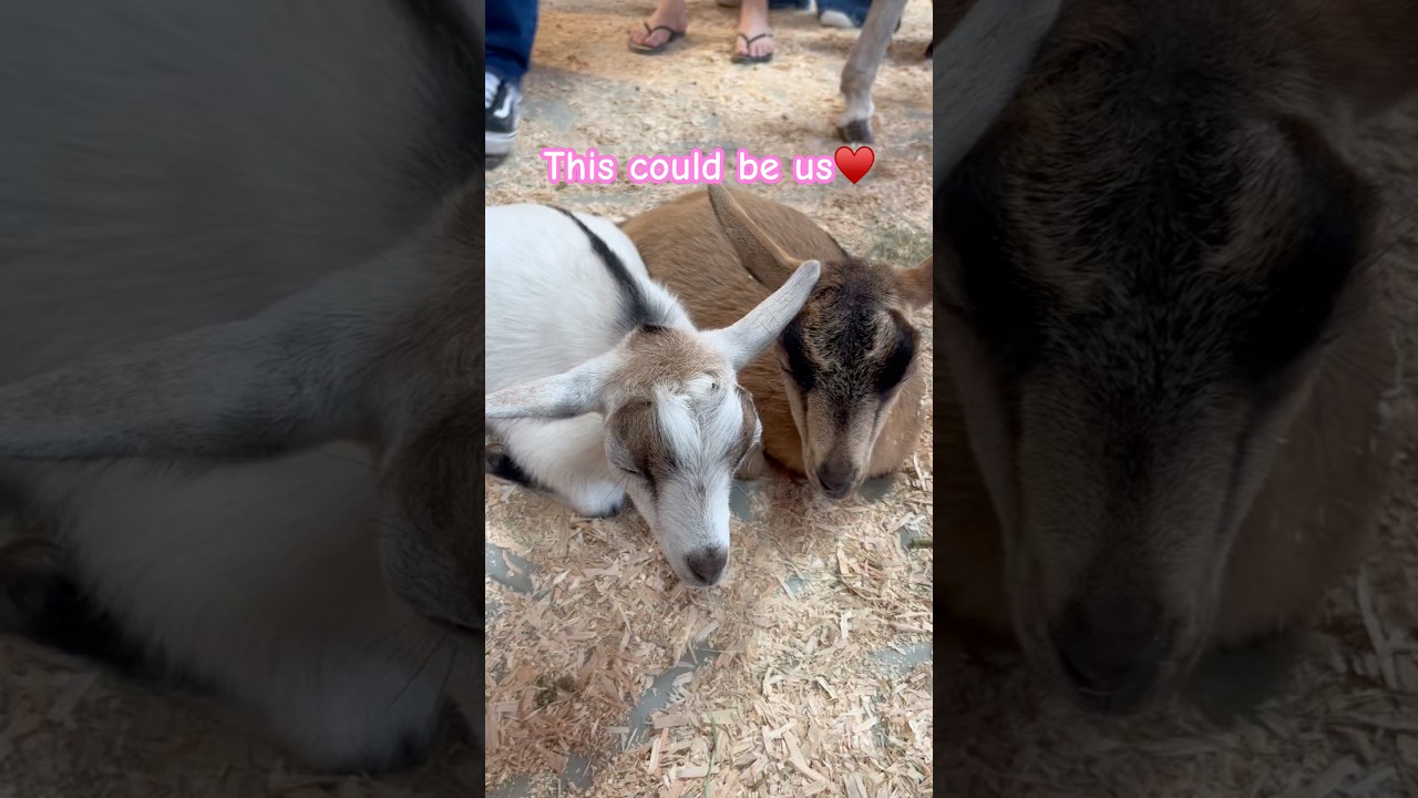 Send this to your person♥️ #shorts #farm #farmer #farmlife #farmers #farmerlife #farminglife #animal