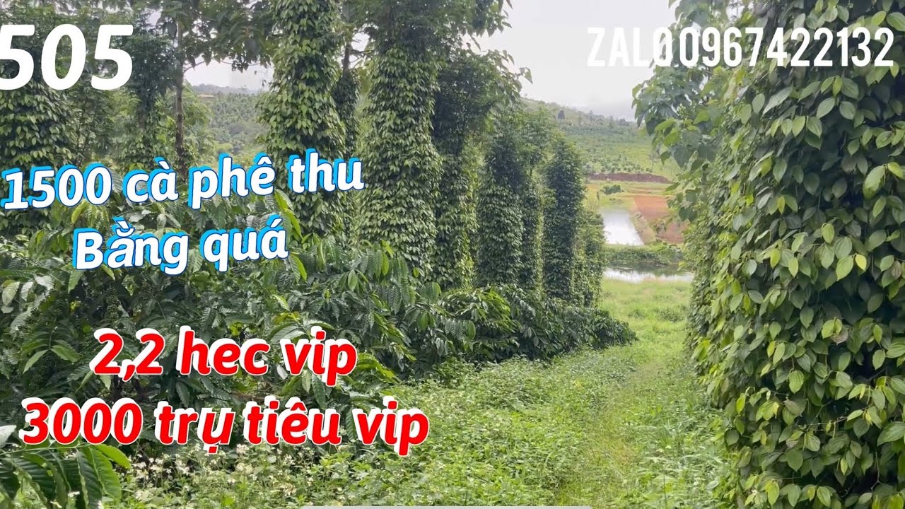 2,2 hécta đất đỏ ba gian trồng 3000 cây hồ tiêu đang thu 1500 cà phê thu chính bằng ao riêng máy ống