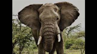 Angry Elephant Growls