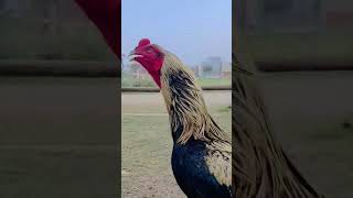 #java#aseel#aseelmurga#birds#rooster#🔥