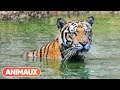 [DOCU] Les animaux et le sacré: la Thaïlande - Animaux
