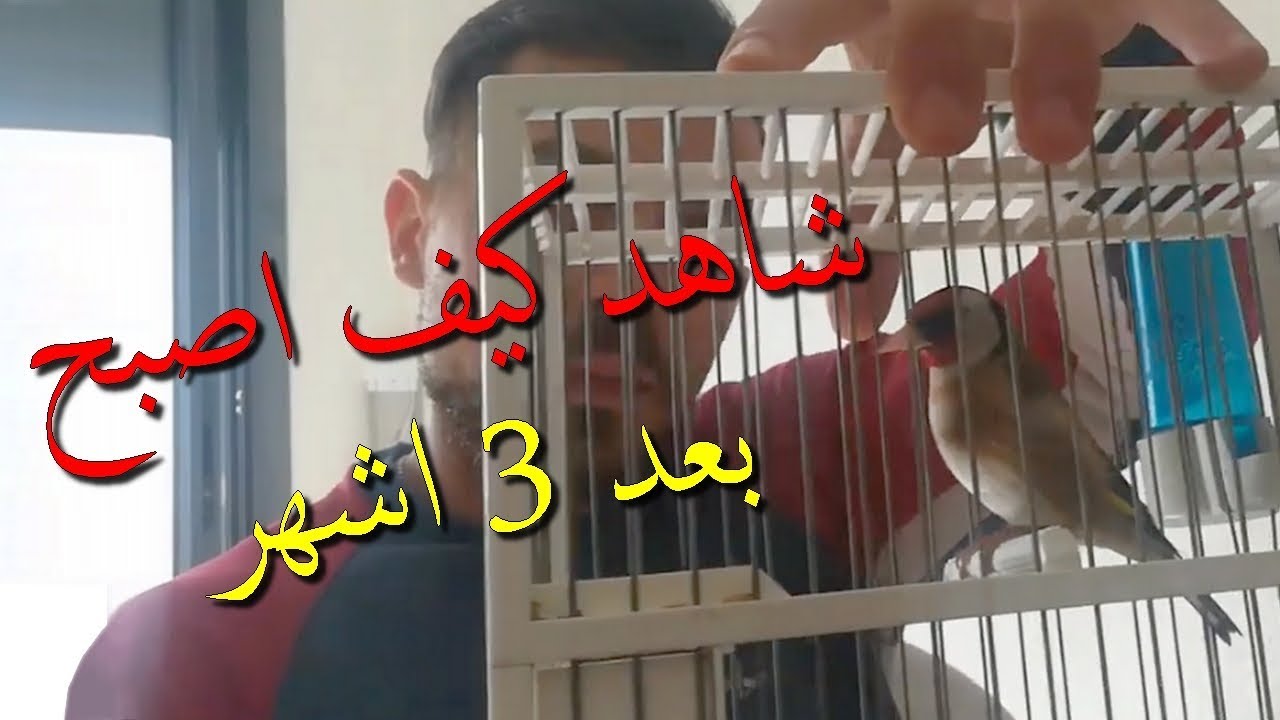 تطور حسون صيد جديد في القفص