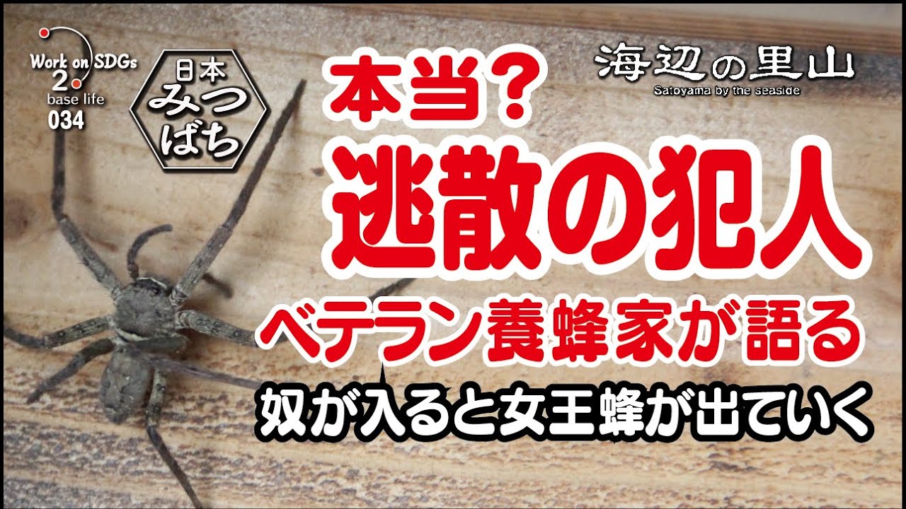 [ふるさとで田舎暮らし]奴が巣箱に入ると、日本ミツバチの女王バチは逃散すると聞いた。巣箱を調査すると奴が住み着いていた。