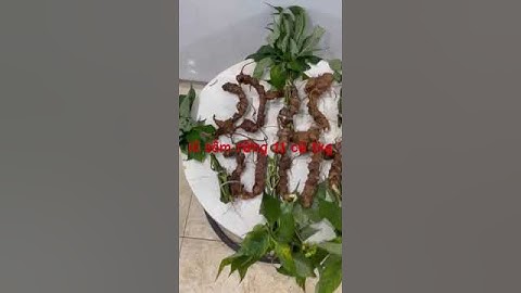 Xuống núi lô sâm ngọc linh rừng 11 củ 1kg già chất..28tr #sâm_ngọc_linh #sâm_ngọc_linh_rừng