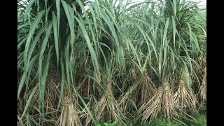 sugarcanecultivation methods/sugarcaneproduction in Bangladesh/বাংলাদেশে আখের উৎপাদন/sugarcane world