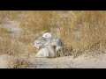 Peregrine Falcons Attacking Snowy Owl on Long Island