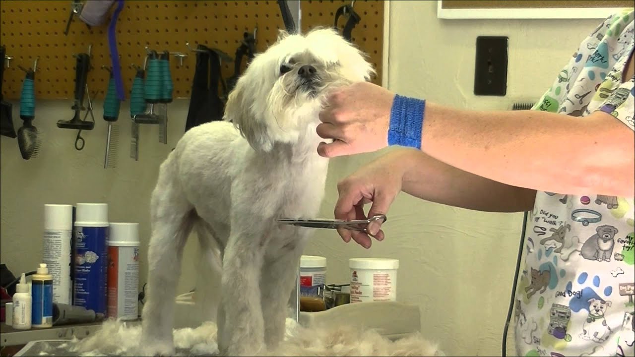 Grooming dog in Tucson cutting chest hair YouTube