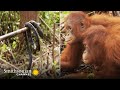 view How Young Orangutans Are Taught to Fear Snakes 🐍 Orangutan Jungle School | Smithsonian Channel digital asset number 1