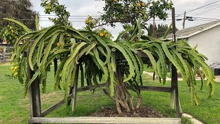 Dragon Fruit With Lemon Tree Trellis