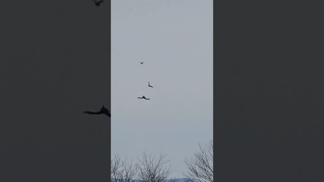 Escape Skills: Bird Flips 360 Mid-Flight!  