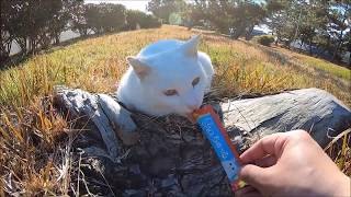 ツンデレな白猫にちゅ～るを貢いでモフろうとした結果・・・
