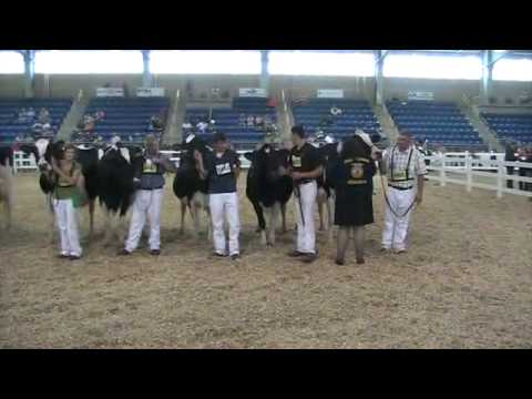 125000 Lb. Cows - All-American Holstein Show