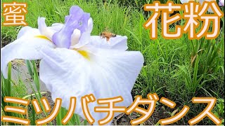 No6【 花とミツバチダンス】見どころはショウブの花とかわいい踊り