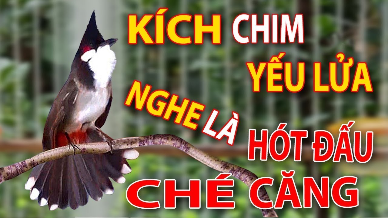 Luyện chào mào hót sáng 2024, QUÁ HAY - CHÉ KÍCH BỔI CĂNG ĐÉT, luyện chào mào hót căng lửa, chao mao