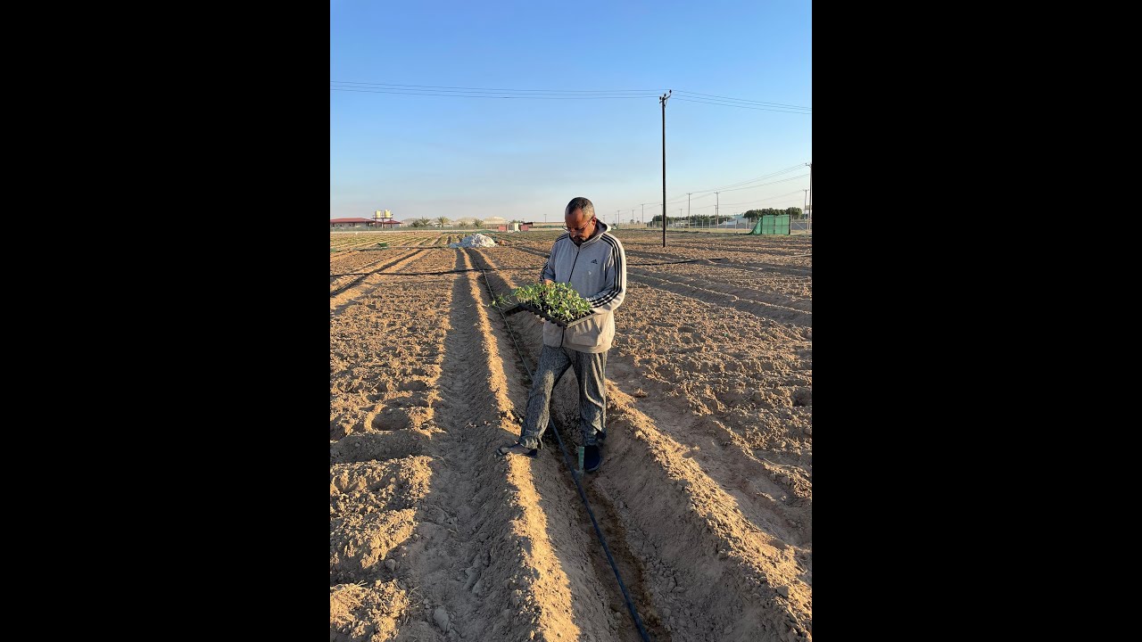 زراعة البطيخ الاحمر عن طريق الشتلات المطعومة والعادية وتجربة ثلاثة أصناف مختلفة للوقوف على أفضلها .