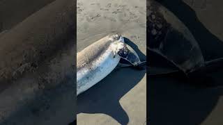 Thresher Shark Got Itself Beached
