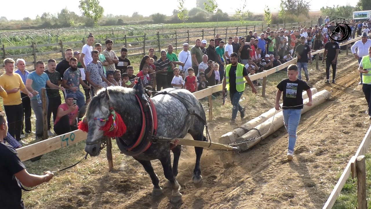 - ТОРО ОД ЂОКАНА ШАМПИОН СРЕДЊИХ САМАЦА У САРАЈУ -