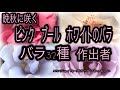 晩秋に咲くピンク ブール ホワイトのバラ32種