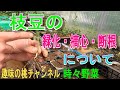 【枝豆の】緑化・摘心・断根　について　22/5/11