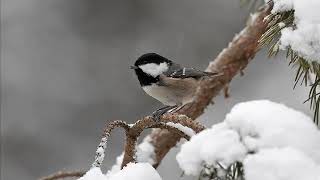 Caro Garrapinos - Parus Ater . . .