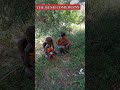 THE BUSH COMEDIANS 