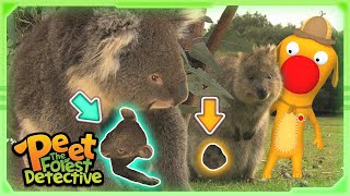 Peek Inside The Kangaroo Pouch Full Episode Cartoons For Kids Peet The Forest Detective
