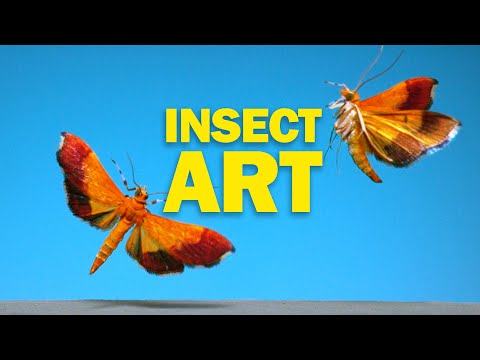 洋書　INSECTS IN FLIGHT 昆虫の飛行　大型写真集 Flying Insects as Art in NAT GEO! - YouTube