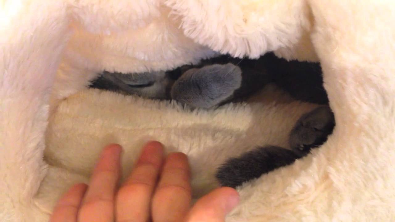 猫がもふもふ布団から出てこないのがかわいかったので Youtube