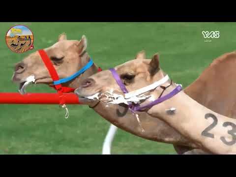 الشوط 11 حدث ل الشيخ نهيان بن ذياب بن سيف آل نهيان 12 07 04المضمر الصادق فضل الامين