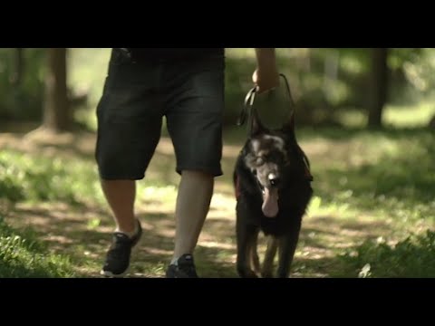 Video: Policijos pareigūnas su PTSD formuoja greitą obligaciją su savo naujuoju tarnybiniu šuniu!