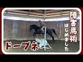 ドーブネ、障害はじめました。