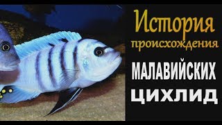 видео: Цихлиды Малави ЧАСТЬ 1 История происхождения картинка: Цихлиды Малави ЧАСТЬ 1 История происхождения