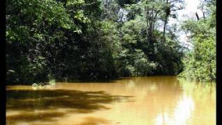 深入亞馬遜河，探索生態秘境