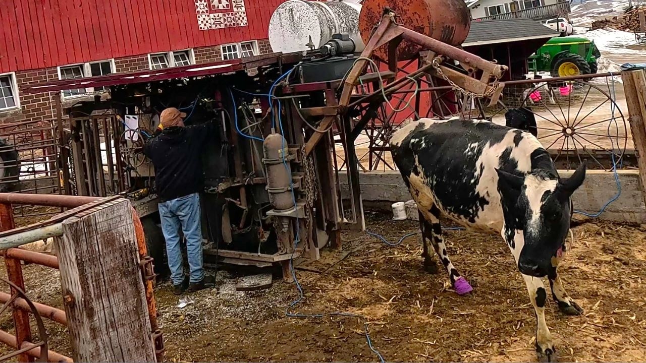 Небольшая молочная ферма, большие результаты | Важность ухода за копытами для здоровья стада